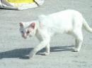 One tough looking Kalamos cat